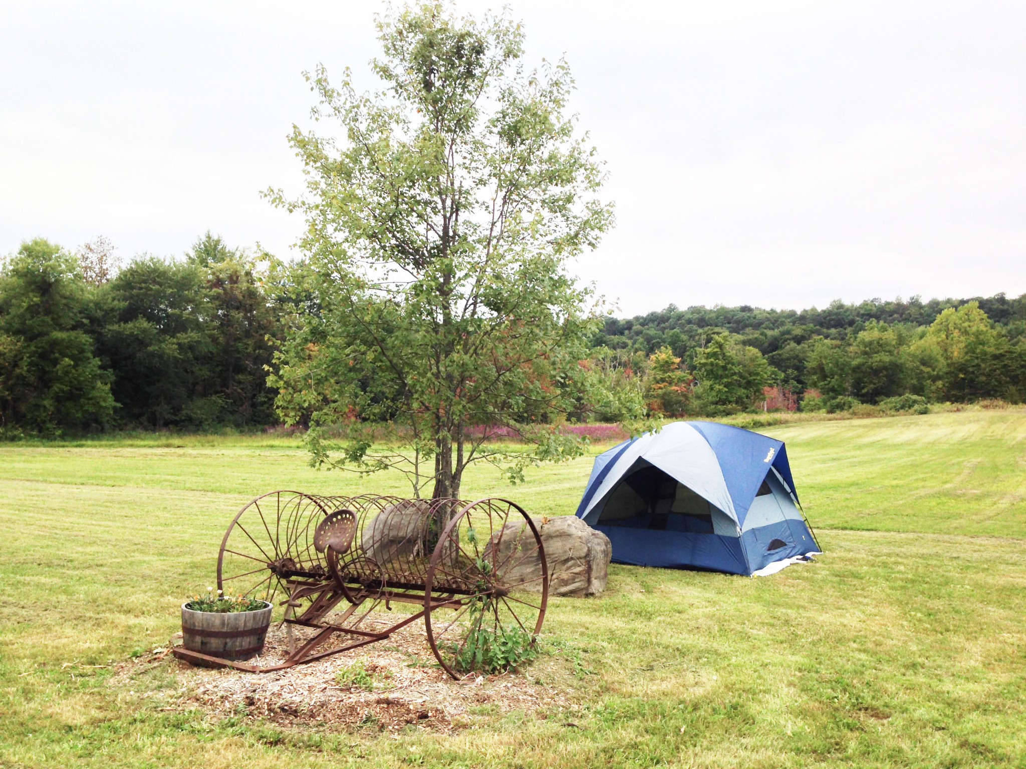 Camping-tent-by-tree