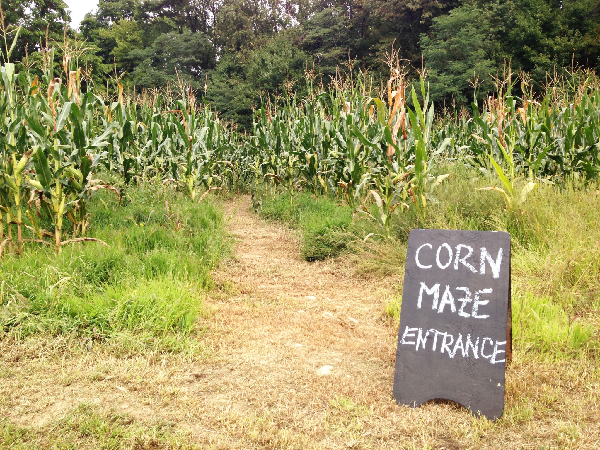 Corn-maze